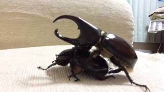 フローレンシスニセヒメカブトの交尾【Florensis Fighting Beetle is mating】 [upl. by Rivkah]