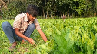 পালং শাক চাষ পদ্ধতি ও আয় ব্যয়  মাত্র ৪০ দিনে অল্প পুজিতে লাভজনক ব্যবসা  Spinach Growing [upl. by Eneroc]