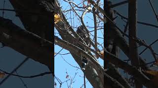 A RedShouldered Hawk Peers Through the Branches [upl. by Ateekram]