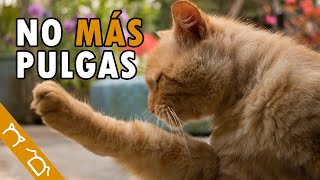 Cómo ELIMINAR Las PULGAS De Mi GATO En Casa  3 Formas De Quitar Y Acabar Con Las Pulgas [upl. by Arekat557]