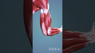 Elbow flexion explored in 3D  muscles and ligaments of the moving elbow joint 3D visualization [upl. by Penn210]