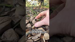 Puffball Bloopin’ don’t breathe the spores Lycoperdon aka “Wolf Farts” lastofus prometheus [upl. by Eintroc160]