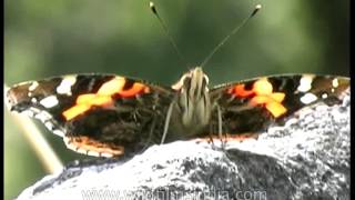 Indian Red Admiral or Vanessa indica butterfly [upl. by Notanhoj925]