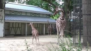 Dierentuin Artis Amsterdam Zoo 4 pasgeboren baby giraffe [upl. by Larkins]