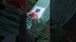 Setting the trap to try an catch our missing cat lostcat [upl. by Zsa Zsa]