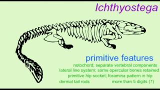 PL1 ICHTHYOSTEGA AND THE EVOLUTION OF TETRAPODS [upl. by Natty563]