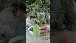 Trying to propagate Jack fruits leaves with aloe vera viralviralvideo shortvideo [upl. by Ecneps]