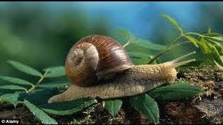 The Experts Guide to Finding Snails [upl. by Nuaj]