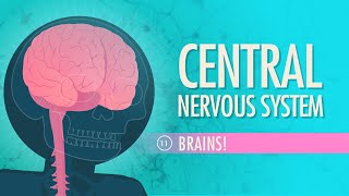 Central Nervous System Crash Course Anatomy amp Physiology 11 [upl. by Fisoi141]