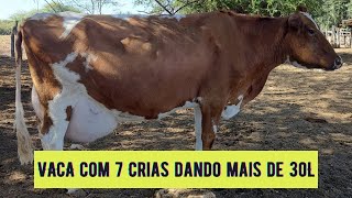 VACA LEITEIRA GIROLANDO INSEMINADA PARIU DUAS BEZERRAS [upl. by Toft]