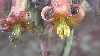 10 days in the life of Cotyledon orbiculata a flower bloom timelapse [upl. by Rosalinda]