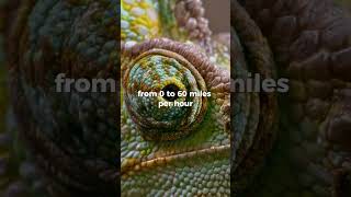 Did you know this fascinating fact about chameleons animals chameleon shorts [upl. by Anwahsit]