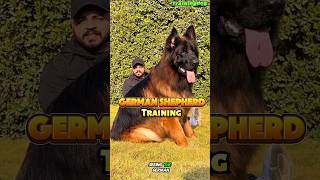 🔥 Training the K9 German Shepherd trainingdog germanshepherd k9trainer k9 belgiummalinois dog [upl. by Delfine]