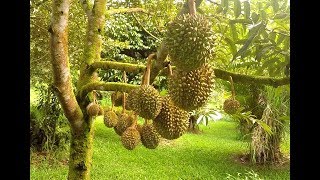 Durian The King of Fruits [upl. by Fortin]