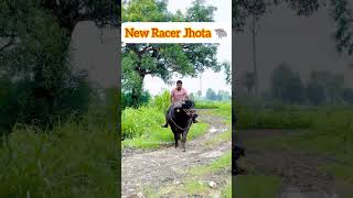 New Racer Jhota 🐃 buffalo viralvideo farmers dairyfarm farmer farmersprotest khetibadi [upl. by Yelhak]