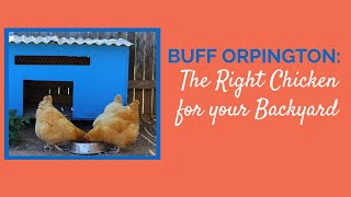 Buff Orpington The Right Chicken for your Backyard [upl. by Orvil604]