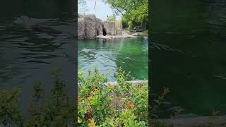 Bronx Zoo nuevayork travel 22 suscribeteanuestrocanal [upl. by Cousins]