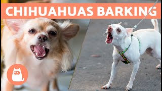 CHIHUAHUAS BARKING COMPILATION 🐶🔊 Angry Happy and Crying Chihuahuas [upl. by Yorgo]