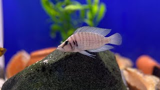 Altolamprologus calvus white f0 very rare [upl. by Maiah259]