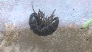 Pillbug Observation Video [upl. by Mahgem]