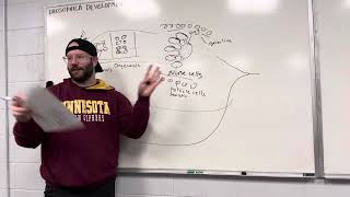 Methods In Synthetic Biology 2024 017 Drosophila Development [upl. by Cida]