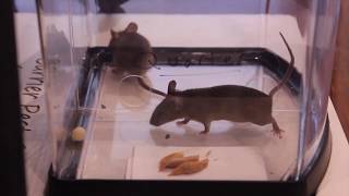 Can Mice fit through a hole the size of a quarter nickel or dime  BARRIER PEST CONTROL [upl. by Elegna]