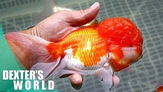 SELECTING the best quality of LIONHEAD GOLDFISH [upl. by Eiuol]