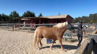 Icelandic Horse Learning to Sidle Up  Gaited Horse Training [upl. by Whitby]