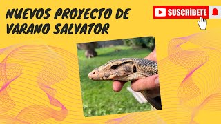 Nueva subespecie nuevo proyecto de varano salvator sidrap celebensis [upl. by Nolur]