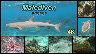 Abenteuer Schnorcheln  4K  Angaga Island Malediven [upl. by Natek]