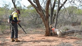 Feral Cat goes crazy Stray Feral Cat Trapping TrapNeuterReturn [upl. by Dlanger40]