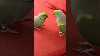 Malayalam talking parrot Kiwi kiwi indianringneck parrot birds trending shorts [upl. by Larina923]