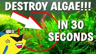 How To DESTROY Algae in 30 Seconds Get Rid Of Aquarium Algae FAST [upl. by Eyt291]