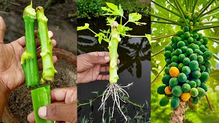 Grow a papaya tree from a cutting  Easy stepbystep method [upl. by Manly192]