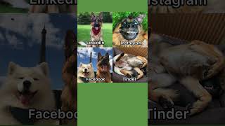 Dog in Social Media dogdance dog [upl. by Uella174]