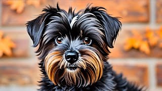 Affenpinscher Dog Facts Quirky Fun and Lovable [upl. by Harbert]