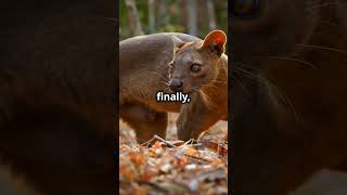 Meet the Fossa Madagascars Mysterious Predator animalfacts wildlifewonders fearless nature [upl. by Warenne]