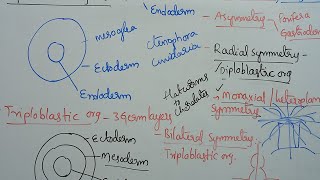 Mastering the Science of Animal Symmetry Radial symmetry [upl. by Kally60]