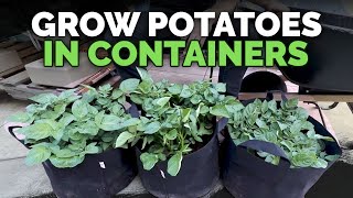 How to Grow Potatoes in Containers Hilling Up Process Explained [upl. by Annoved379]