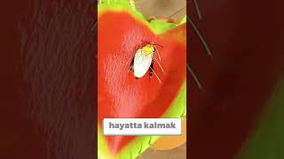 Sinək kapanı bitkisi fruit beautifulbee beautiful bee nature egg cat ciftlik [upl. by Ahsiekar]