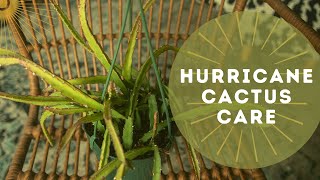 Hurricane Cactus Lepismium Cruciforme Care Guide For Beginners [upl. by Ramak]