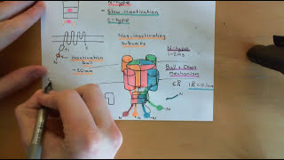 Voltage Gated Ion Channels Part 7 [upl. by Heidi898]