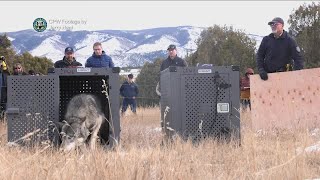 Colorado releases its first 5 gray wolves as part of reintroduction plan [upl. by Shugart]