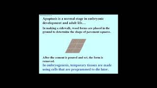 3462 Necrosis vs Apoptosis i e Programmed Cell Death [upl. by Estus]