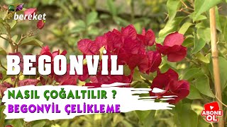 Begonvil Nasıl Çoğaltılır  Begonvil Çelikleme [upl. by Proud]