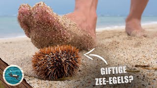 Zijn er Giftige Zeeegels in Nederland Zeeappel in de Noordzee [upl. by Pohsib606]