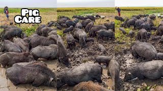 world famous pig videos quality pigs dikhaiye cattlemans are sukor grazing in our village mud [upl. by Kcirdez666]