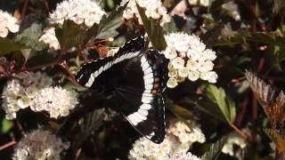 Limenitis arthemis [upl. by Soraya]