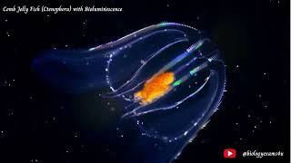 Comb Jelly Fish Ctenophora with Bioluminescence  Phylum Ctenophora Comb Jellies biologyexams4u [upl. by February]