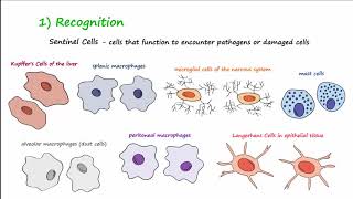 The Inflammatory Response [upl. by Eenerb]